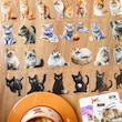 استیکر واشی گربه 🐈😍