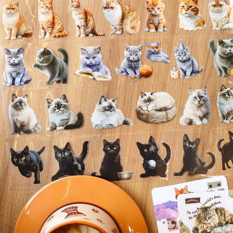 استیکر واشی گربه 🐈😍