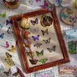 پک استیکر شفاف سری ِ world of butterflies 