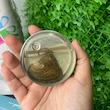 پک کنسروی گردنبند مروارید عشق اصلی