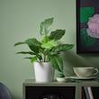 گلدان گیاه ایکیا مدل FEJKA calathea