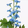 گل آبی ایکیا مدل SMYCKA Larkspur blue