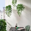 گیاه آویز ایکیا مدل FEJKA Monstera
