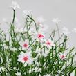 گل عروس ایکیا