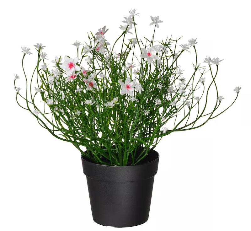 گل عروس ایکیا