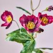 گل رز کریسمسی