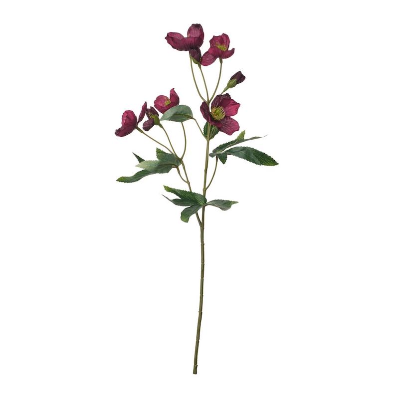 گل رز کریسمسی