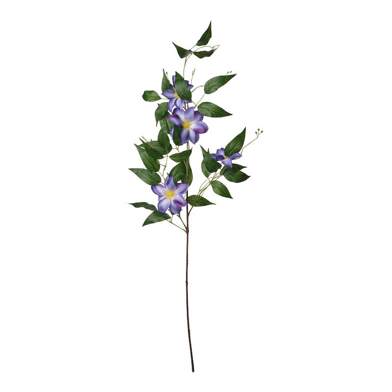 گل کلماتیس ایکیا 