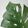 برگ ایکیا مدل  SMYCKA MONSTERA 