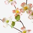 گل صورتی ایکیا مدل SMYCKA dogwood 
