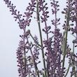 گلدان گياه ایکیا مدل FEJKA Lavender lilac