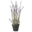 گلدان گياه ایکیا مدل FEJKA Lavender lilac