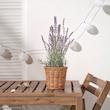 گلدان گياه ایکیا مدل FEJKA Lavender lilac