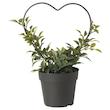 گلدان گياه ایکیا مدل FEJKA Myrtle 