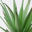 گلدان گياه ایکیا مدل FEJKA succulent 