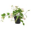 گلدان گل ایکیا مدل FEJKA Rose light