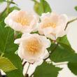 گلدان گل ایکیا مدل FEJKA Rose light