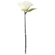 گل سفيد ایکیا مدل SMYCKA Camellia 