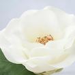 گل سفيد ایکیا مدل SMYCKA Camellia 