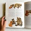 Les animaux du bord de l'eau