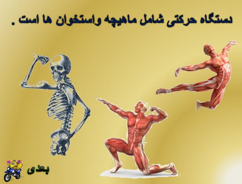پاورپوینت     علوم پنجم درس پنجم درس ماهیچه و استخوان ها *کیفیت عالی،32اسلاید