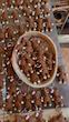 جاسوئیچی تدی بافت
