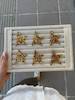 نیمچه ستاره