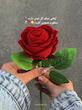حلقه قلب/جعبه شاخه گل رز(جداگانه)