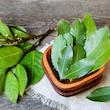 برگ بو ممتاز کوهدانه