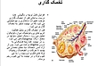 پاورپوینت فیزیولوژی قاعدگی 