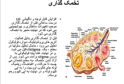 پاورپوینت فیزیولوژی قاعدگی 