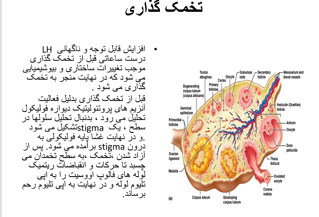 پاورپوینت فیزیولوژی قاعدگی 