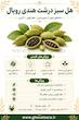 هل سبز درشت هندی رویال ۱۰ گرمی | عطر قوی قوت‌سرا