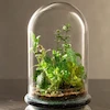  تراریوم شیشه‌ای گنبدی