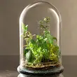  تراریوم شیشه‌ای گنبدی