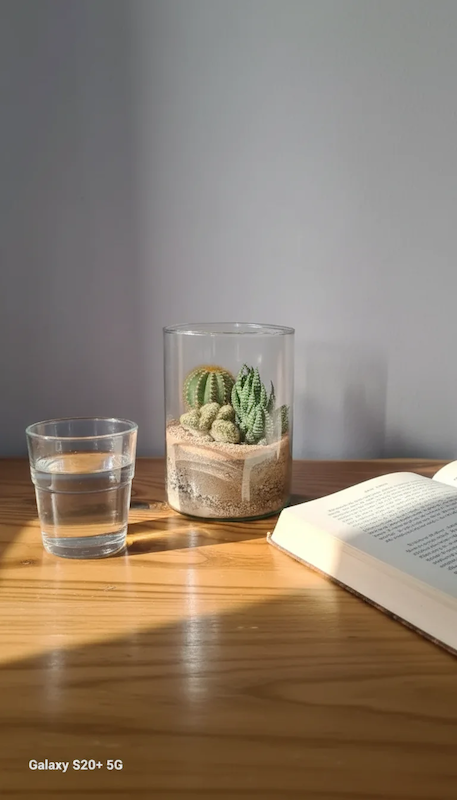 تراریوم کاکتوس 