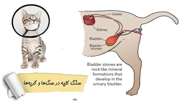 سنگ ادراری در سگ و گربه چیست و چگونه درمان می‌شود؟