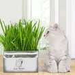  علف گربه مدل Cat Grass وزن ۱۰۰ گرم