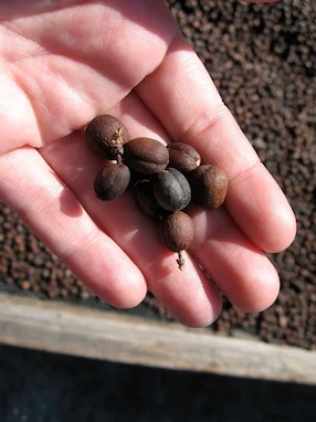 فراوری طبیعی (Natural Process)