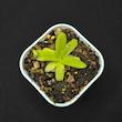 گیاه طبیعی حشره خوار پینگویکولا نژاد آفرودیت(سایز1)