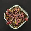 گیاه طبیعی ساراسنیا حشره خوار نژاد سیتاسینا(سایز2. گلدان8)