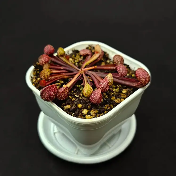 گیاه طبیعی ساراسنیا حشره خوار نژاد سیتاسینا(سایز2. گلدان8)
