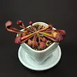 گیاه طبیعی ساراسنیا حشره خوار نژاد سیتاسینا(سایز3. مادری)