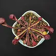 گیاه طبیعی ساراسنیا حشره خوار نژاد سیتاسینا(سایز3. مادری)