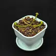 گیاه طبیعی ساراسنیا حشره خوار نژاد اسکارلت بل(سایز1)
