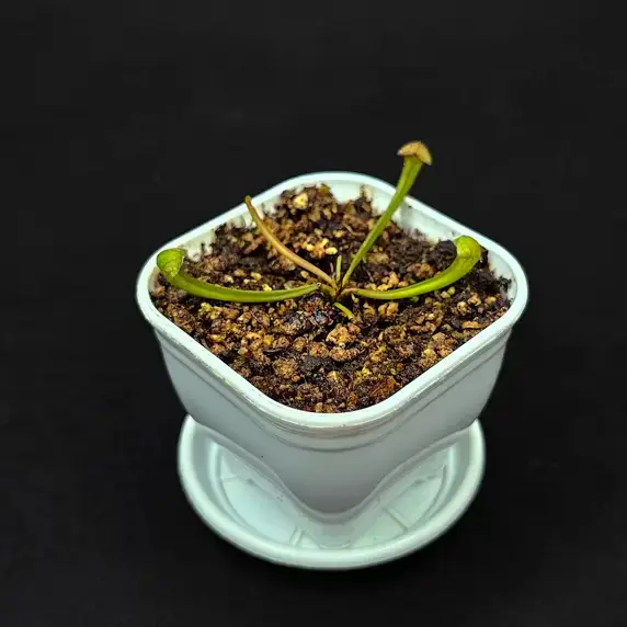 گیاه طبیعی ساراسنیا حشره خوار نژاد اسکارلت بل(سایز1)