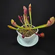 گیاه طبیعی ساراسنیا حشره خوار نژاد اسکارلت بل(سایز3)