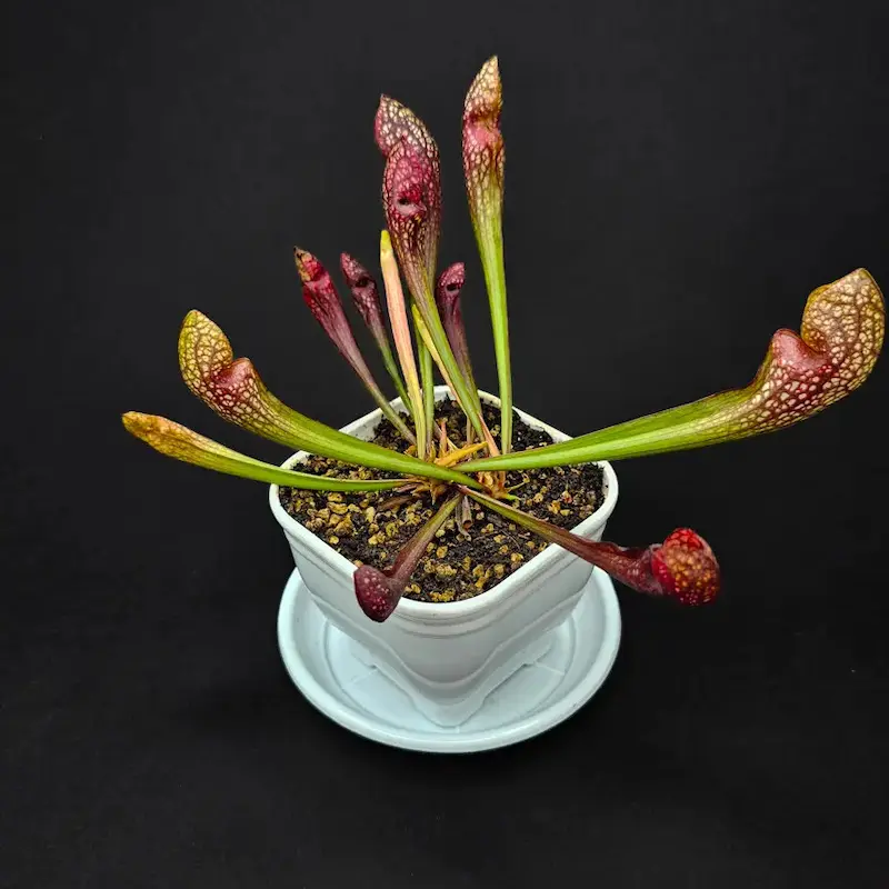 گیاه طبیعی ساراسنیا حشره خوار نژاد اسکارلت بل(سایز3)