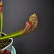 گیاه طبیعی ساراسنیا حشره خوار نژاد اسکارلت بل(سایز3)