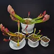 گیاه طبیعی ساراسنیا حشره خوار نژاد اسکارلت بل(سایز3)